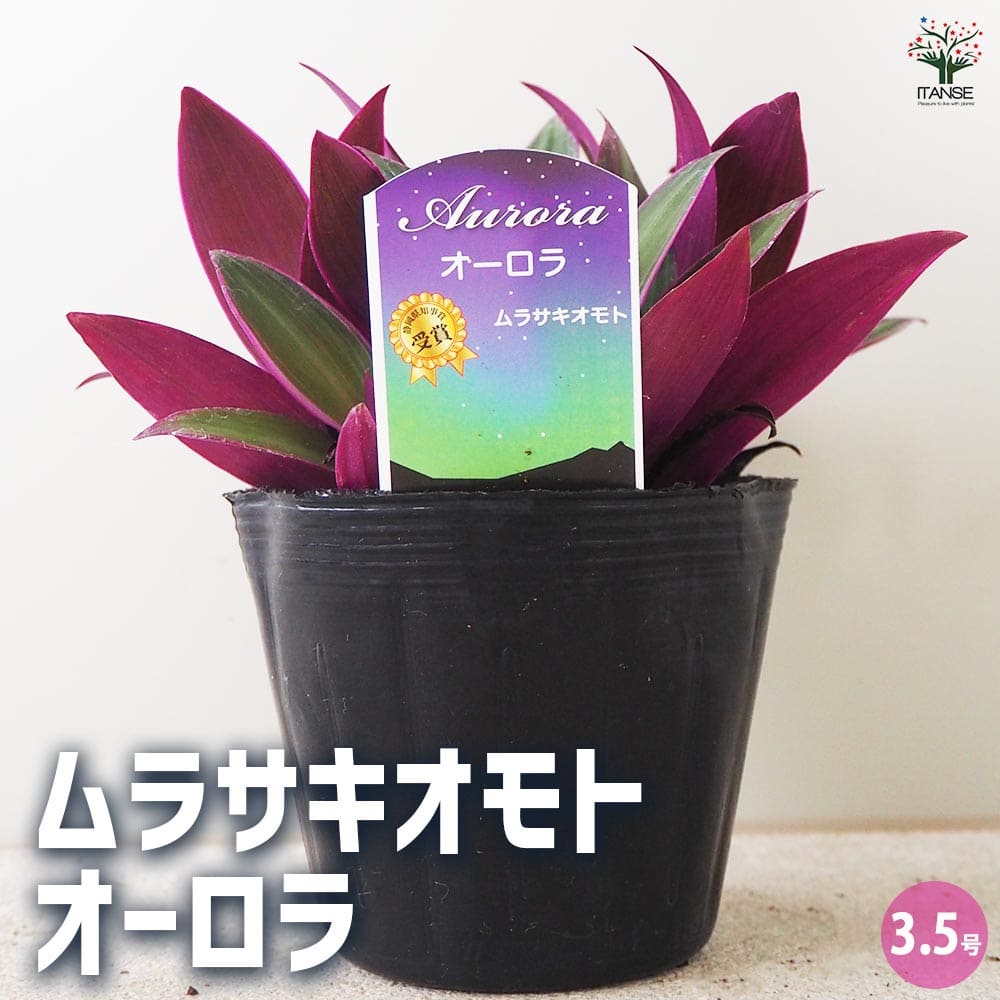 楽天市場】【送料無料】シーデケリー【多肉植物 2.5号鉢／1個売り】ギフト プレゼント インテリアグリーン 寄せ植え : 植物 販売のＩＴＡＮＳＥ楽天市場店