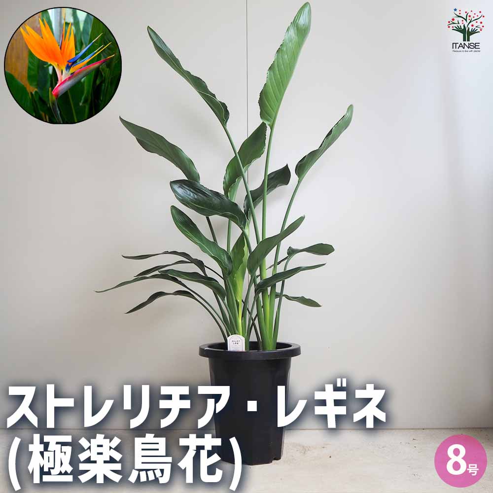 観葉草木特集