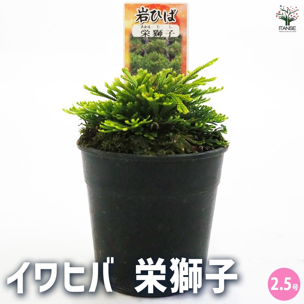 楽天市場】イワヒバ 細葉 6号鉢植え : 千草園芸