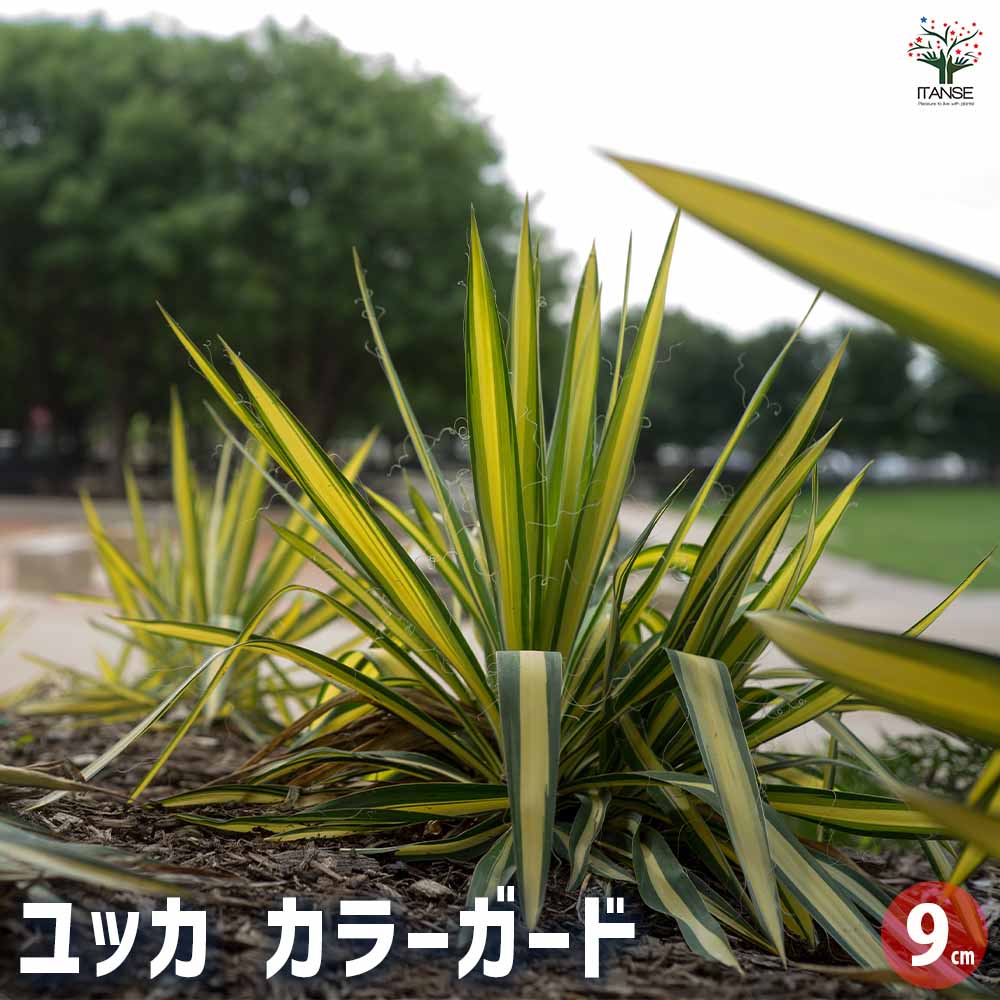 楽天市場】ユッカ（グロリオサ：斑入り） 7号 プラスチック鉢 1鉢