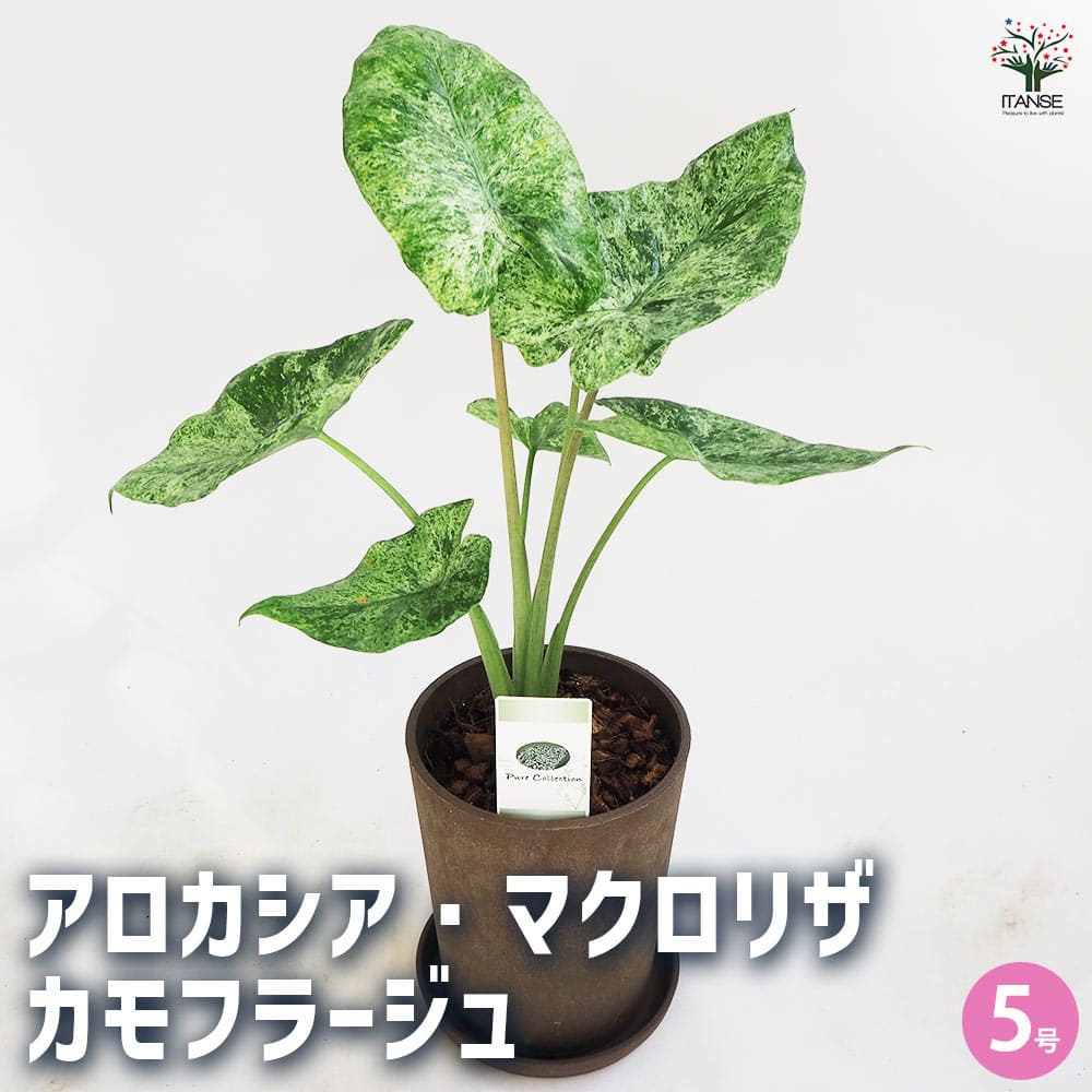 楽天市場】観葉植物 cot アロカシア プンカック ボルネンシス