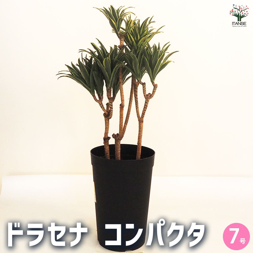 観葉草木特集 花・ガーデン・DIY-花・観葉植物-観葉植物