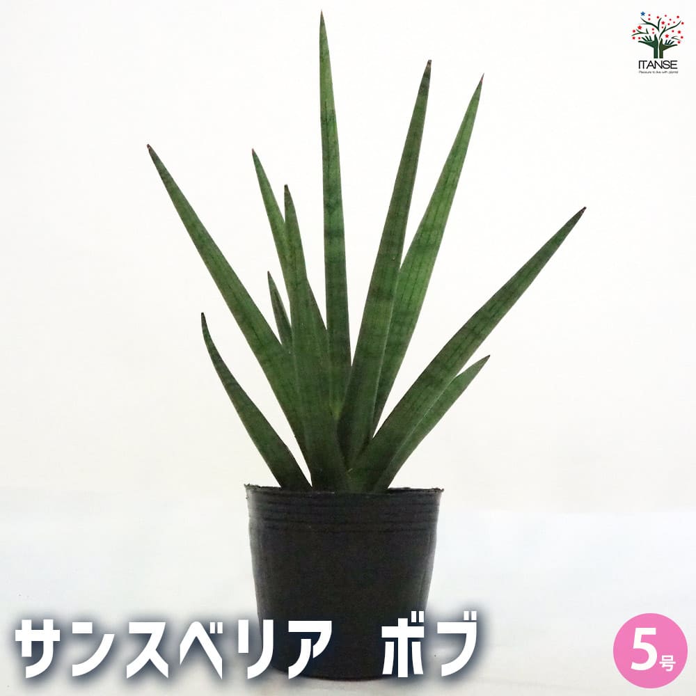 楽天市場】サンセベリア キルキー プルクラ カッパートーン 5号