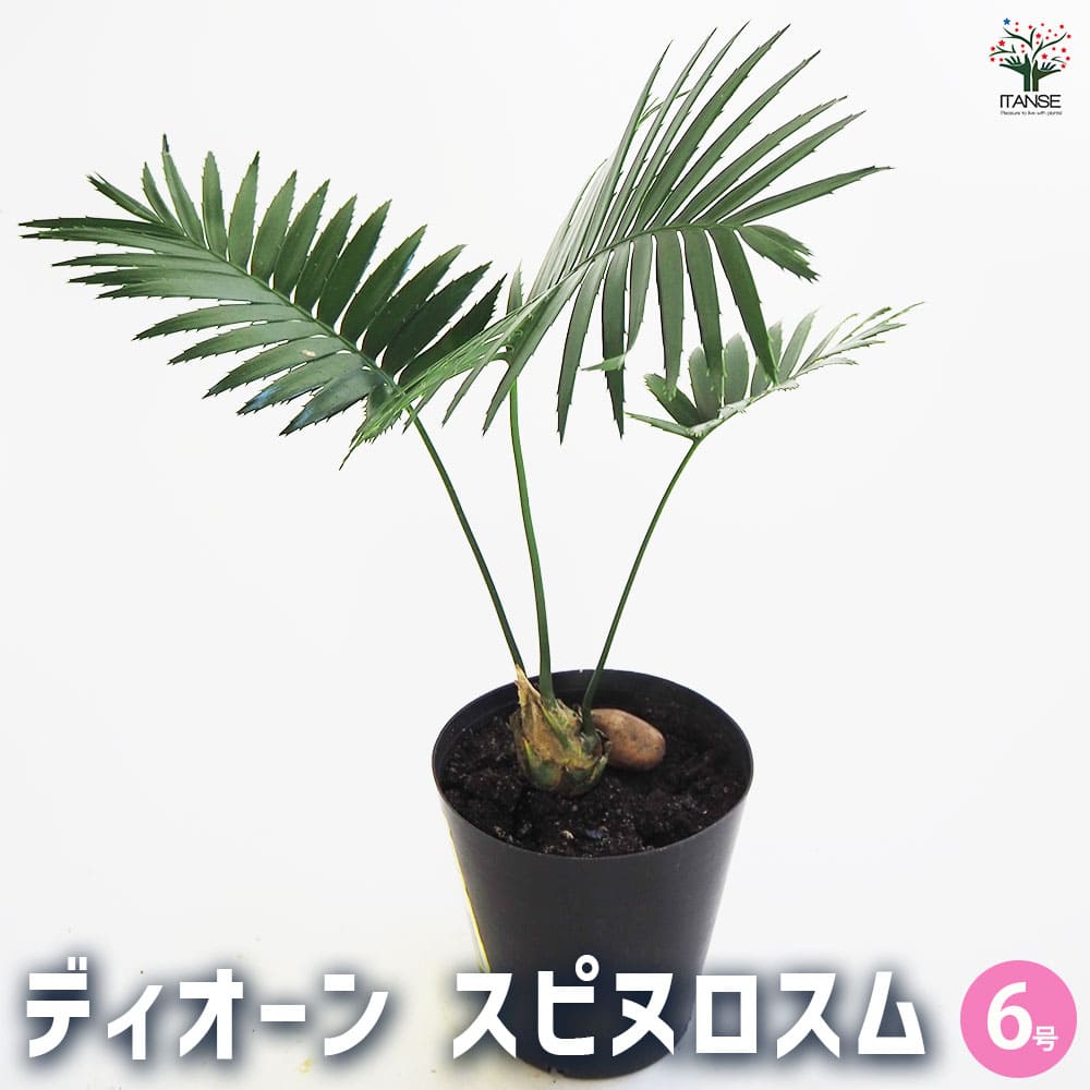【マラソン期間P5倍】観葉植物 ディオーン スピヌロスム 観葉植物 6号 1個売り リビング オフィス 事務所 インテリア 大型 おしゃれ 初心者 育てやすい ガーデニング 御祝 お祝い 新築祝い 引越し祝い 結婚祝い プレゼント 人気 品種 観賞用 送料無料 即納|植物販売のITANSE店