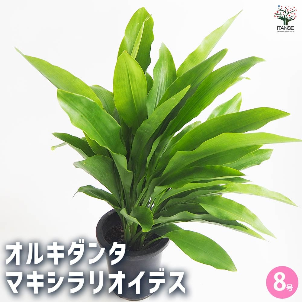 【マラソン★P５倍】観葉植物 オルキダンタ マキシラリオイデス 観葉植物 8号 1個売り リビング オフィス 事務所 インテリア 大型 おしゃれ 初心者 育てやすい ガーデニング 御祝 お祝い 新築祝い 引越し祝い 結婚祝い プレゼント 人気 品種 観賞用 送料無料 即納