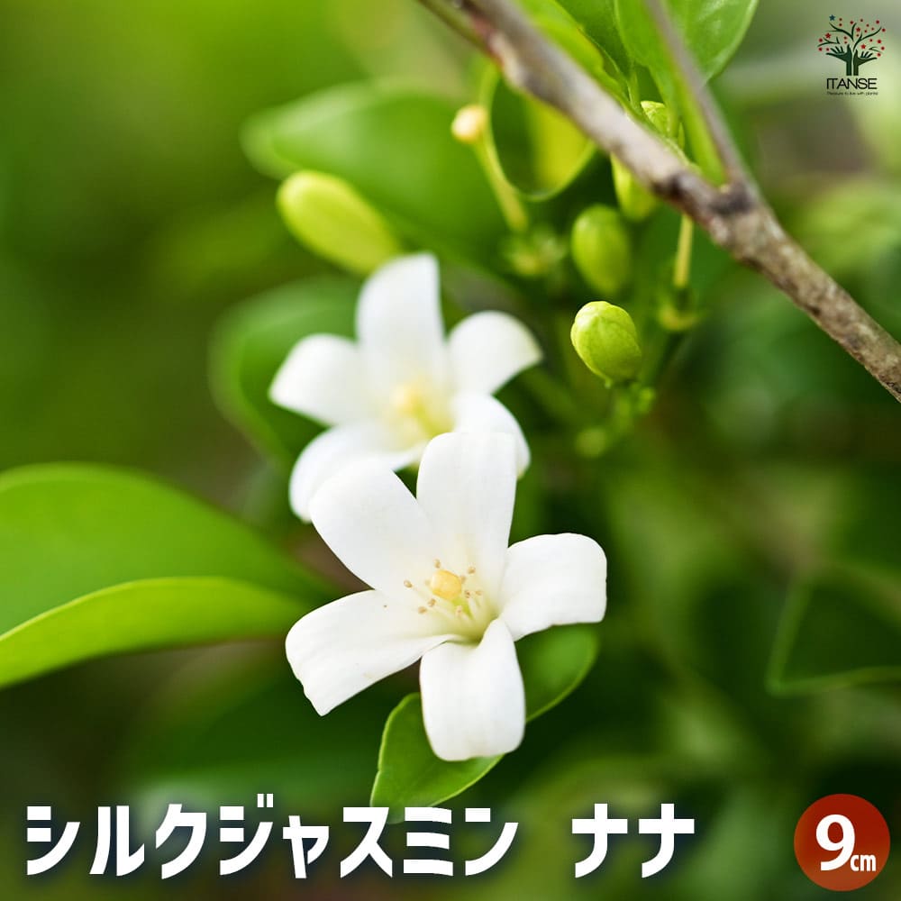 楽天市場】ガステラロエ ベグイニー 3号サイズ 鉢植え 多肉植物 タニク