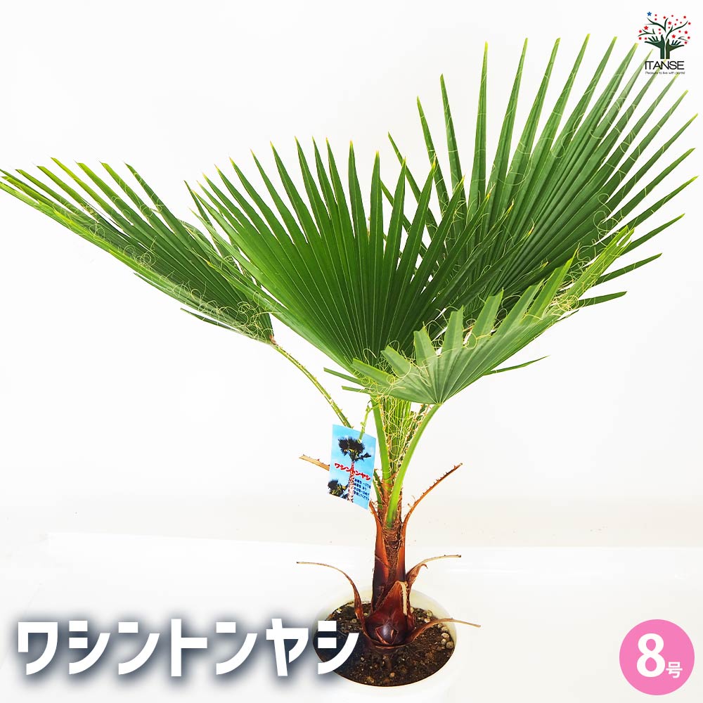 ワシントンヤシ 約6メートル ワシントンヤシモドキ (Washingtonia robusta)