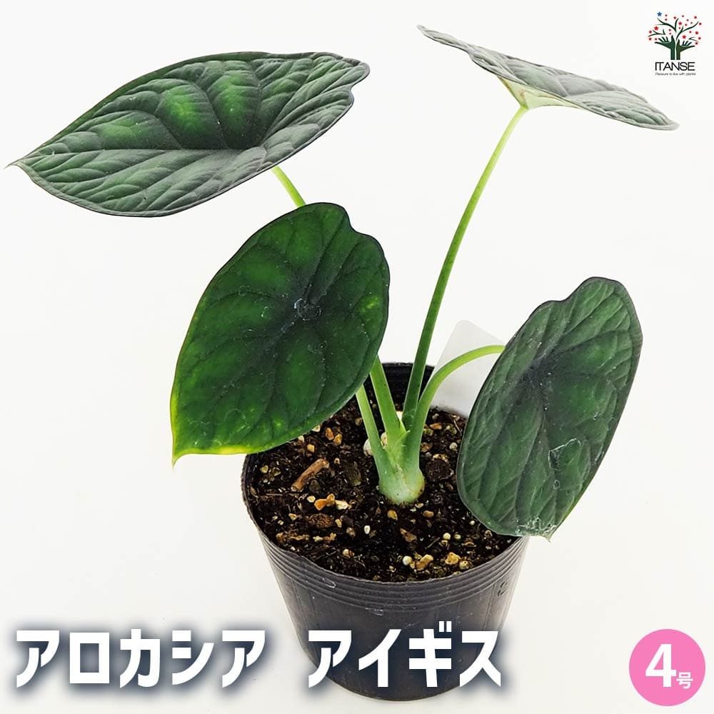 楽天市場】超お得セット！送料無料 アロカシア 5品種 おまかせセット