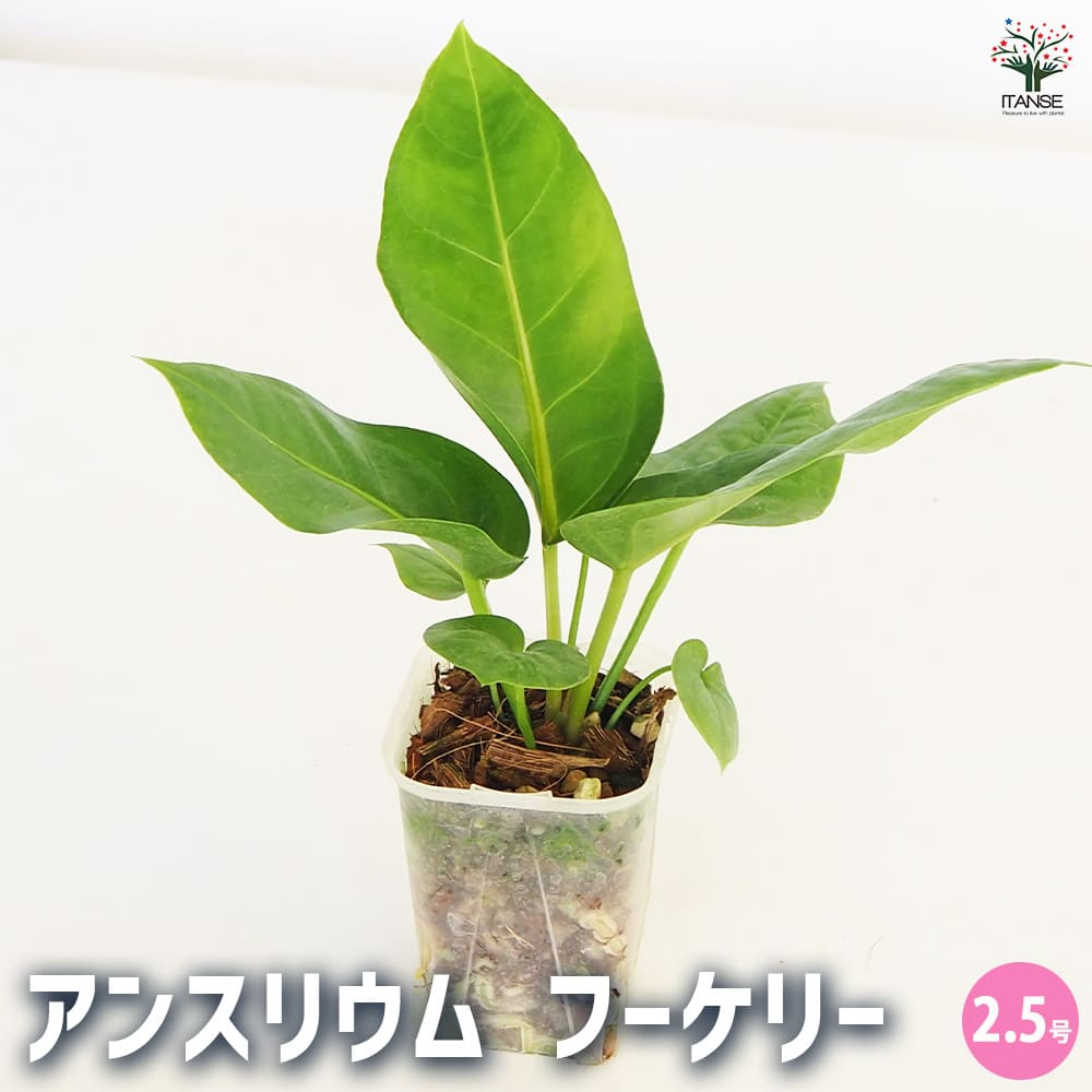 【送料無料】観葉植物 アンスリウム フーケリー 【 観葉植物 2.5号 】 リビング オフィス 事務所 インテリア 大型 おしゃれ 初心者 育てやすい ガーデニング 御祝 お祝い 新築祝い 引越し祝い 結婚祝い プレゼント 人気 品種 観賞用