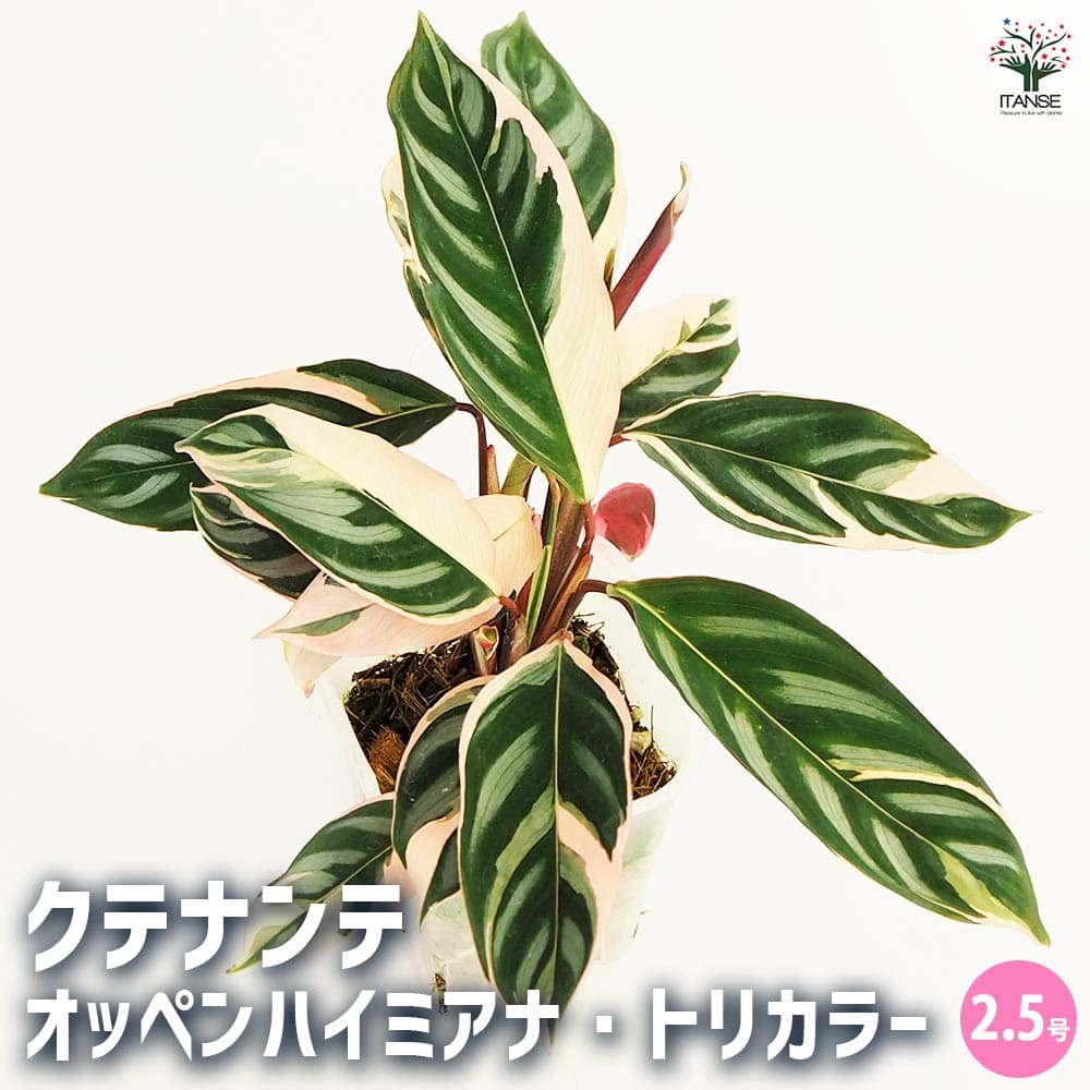 激安！出品全て売り切り！クテナンテ　オッペンハイミアナ Amazon｜おしゃれ 観葉植物：クテナンテ オッペンハイミアナ*5号