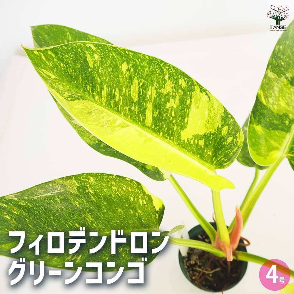 【マラソン★P5倍】フィロデンドロン グリーンコンゴ 【 観葉植物 4号/1個売り 】 フィロデン フィロデンドロン ゴエルディ リビング オフィス 事務所 インテリア 小型