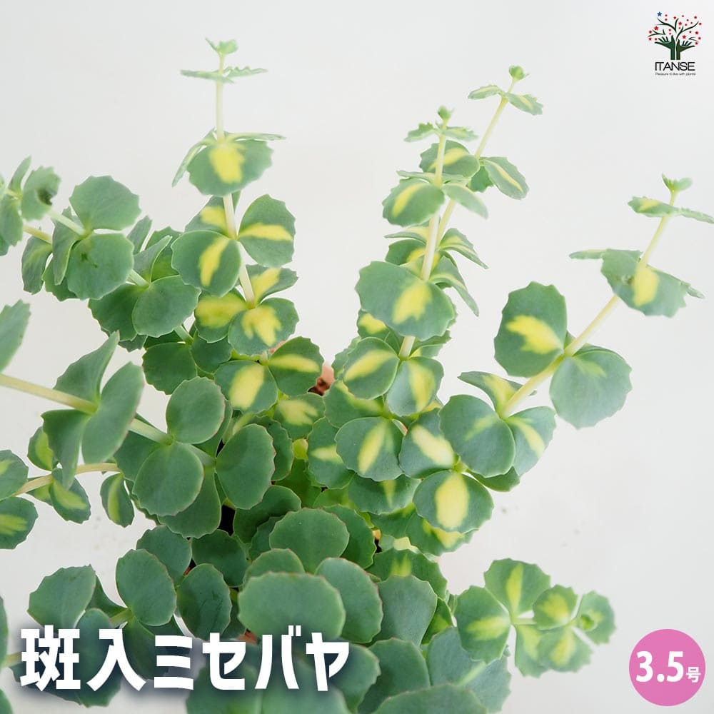 寒霞渓獅子ミセバヤ　カット苗 楽天市場】ミセバヤ[寒霞渓獅子] フギレ(深裂)葉 小上苗・珍品・花木