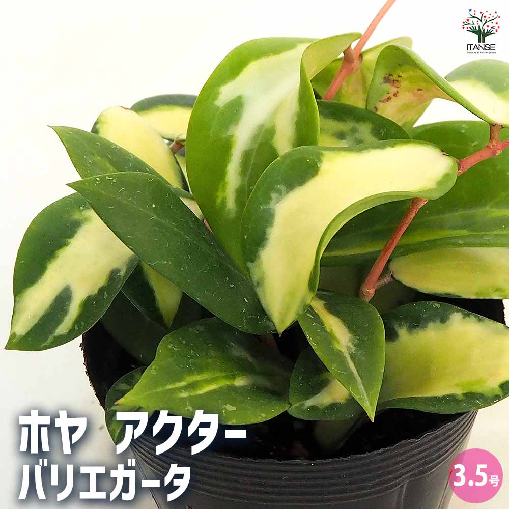 【送料無料】ホヤ (桜ラン) アクター 【 観葉植物 3.5号 】 観葉 ガーデニング インテリア インテリアグリーン