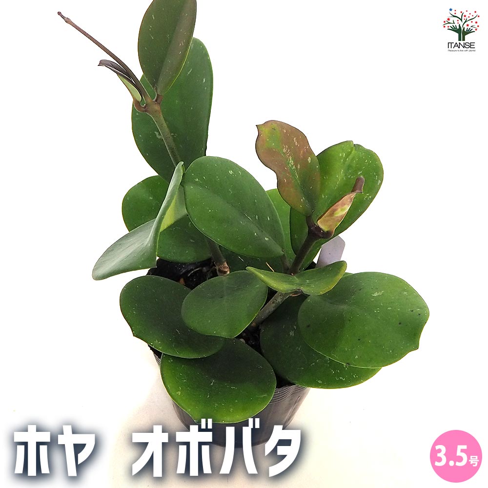 【送料無料】ホヤ (桜ラン) オボバタ(オボバータ) 【 観葉植物 3.5号 】 観葉 ガーデニング インテリア インテリアグリーン