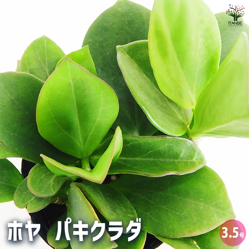 【送料無料】ホヤ (桜ラン) パキクラダ 【 観葉植物 3.5号 】 観葉 ガーデニング インテリア インテリアグリーン