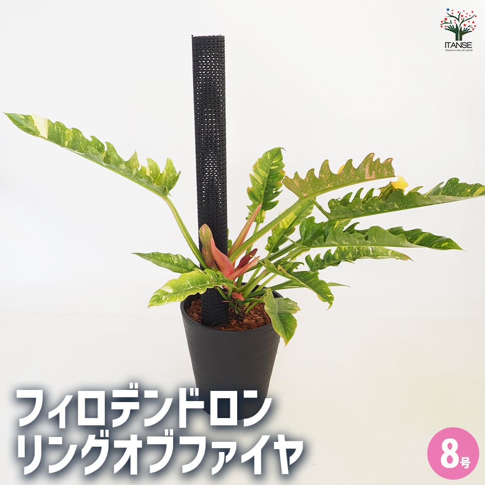 【マラソン★P5倍】フィロデンドロン リングオブファイヤ 【 観葉植物 8号／1個売り 】 フィロデン フィロデンドロン ゴエルディ リビング オフィス 事務所 インテリア 小型