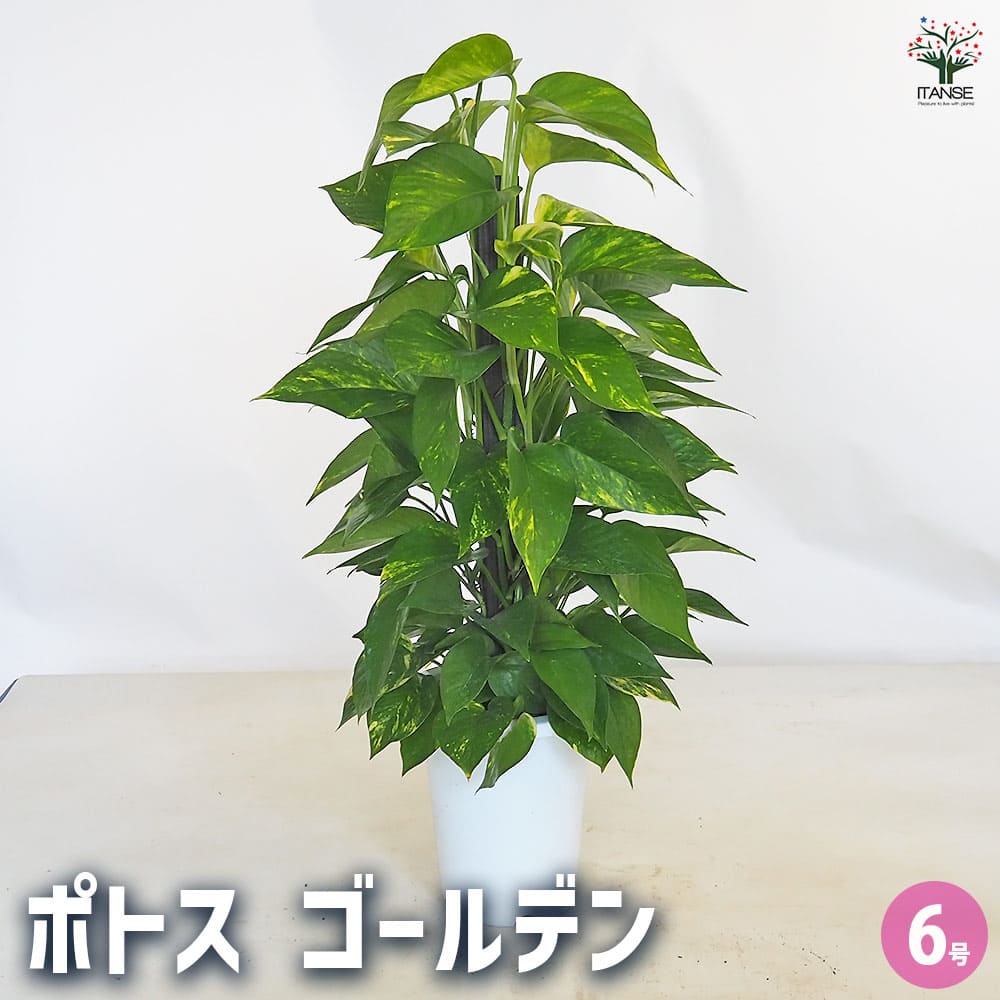 【送料無料】ポトス ゴールデン ヘゴ仕立て 【 観葉植物 6号／1個売り 】 観葉 インテリア インテリアグリーン ゴールデンポトス
