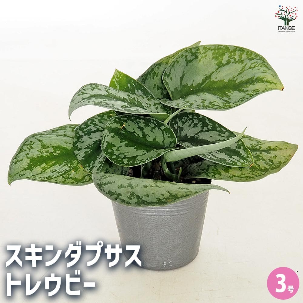 楽天市場】観葉植物【スキンダプサス属】スキンダプサストレウビイ