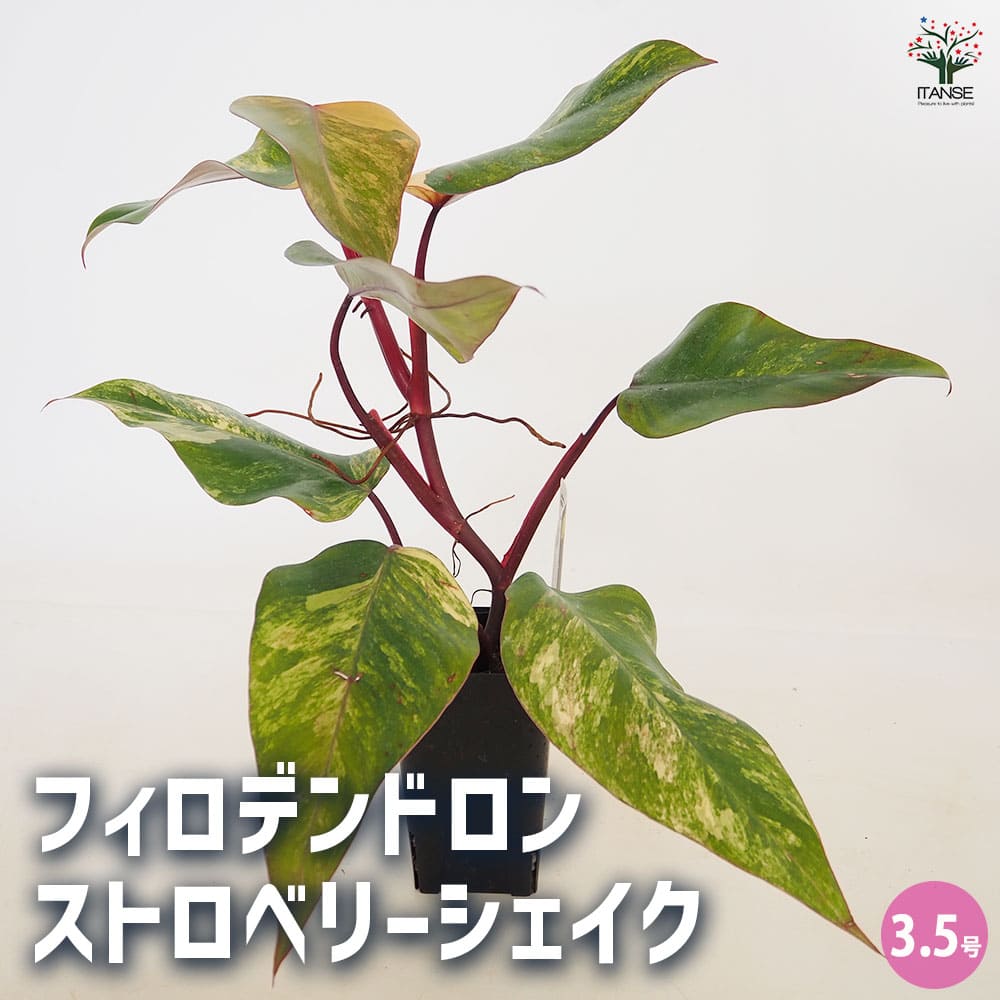 【マラソン★P5倍】フィロデンドロン ストロベリーシェイク 【 観葉植物 3.5号/1個売り 】 フィロデン リビング オフィス 事務所 インテリア 室内