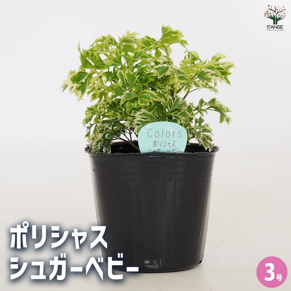 楽天市場】光触媒 人工観葉植物光の楽園 ポリシャス 高さ1.3m