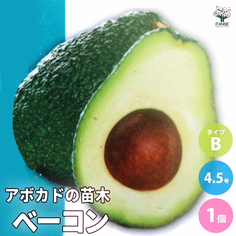 楽天市場】◇送料無料◇ アボカド 苗 【フェルテ】 2年生接ぎ木