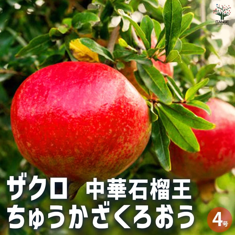 柘榴a 楽天市場】【送料無料】 アメリカ産 大玉 ザクロ（ざくろ・柘榴