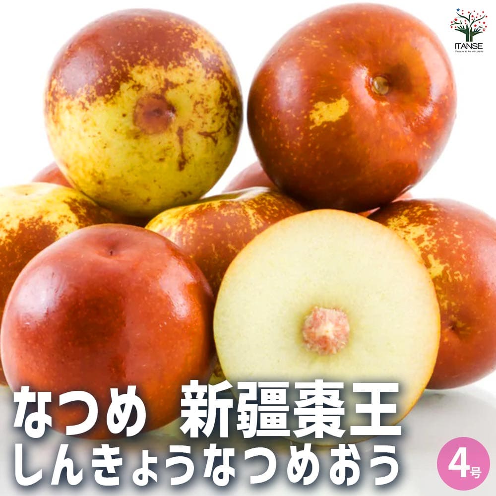 リンゴナツメ　苗木① 楽天市場】りんご苗木 【紅玉】 1年生接木苗 単品 or 受粉樹