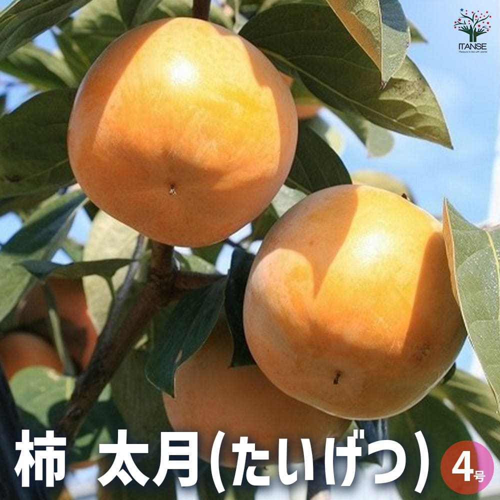 【マラソン★P5倍】柿 太月 果樹の苗木 1年生接木苗4号 カキノキ 干し柿 シンボルツリー 送料無料 即納
