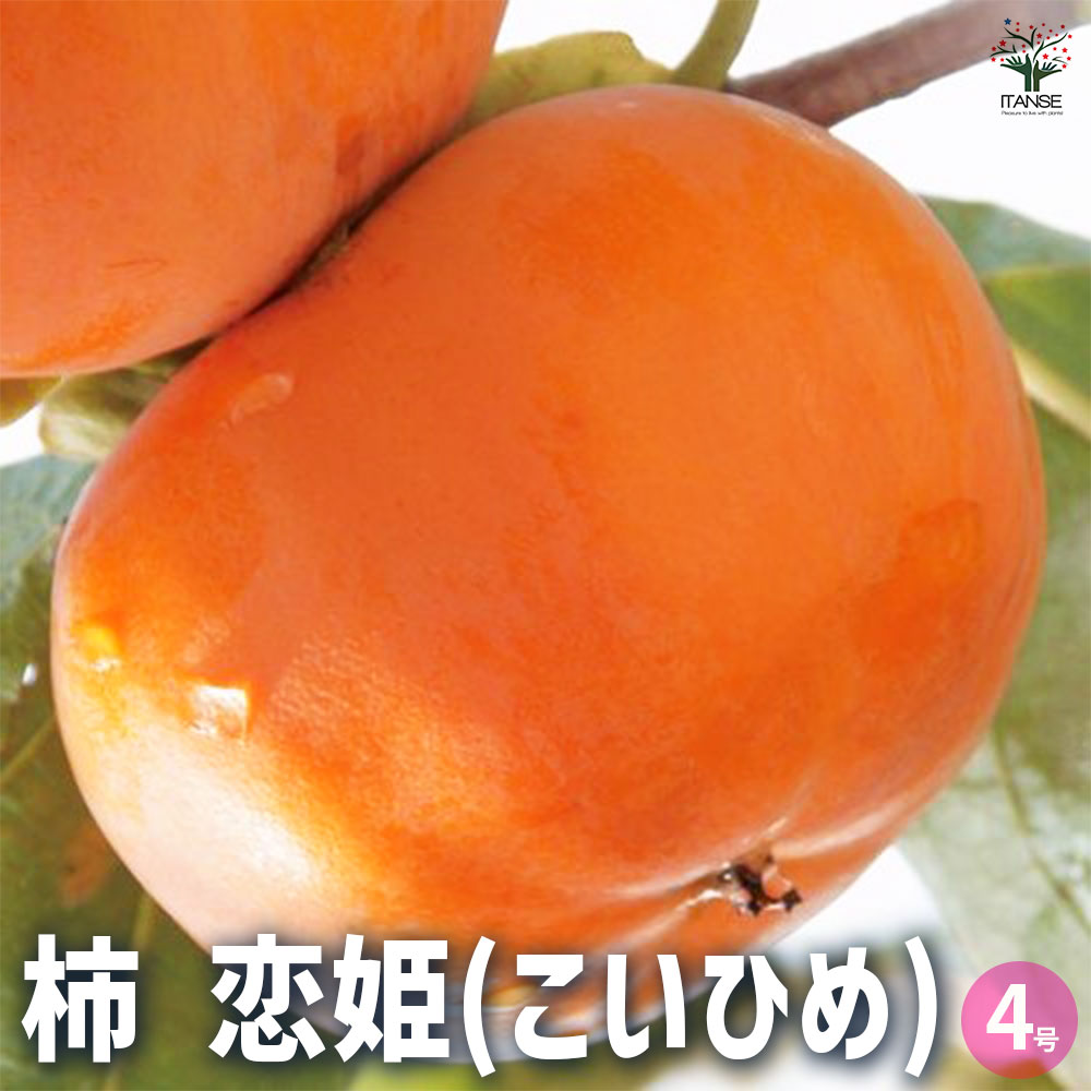 【マラソン★P5倍】柿 恋姫 果樹の苗木 1年生接木苗4号 カキノキ 干し柿 シンボルツリー 送料無料 即納
