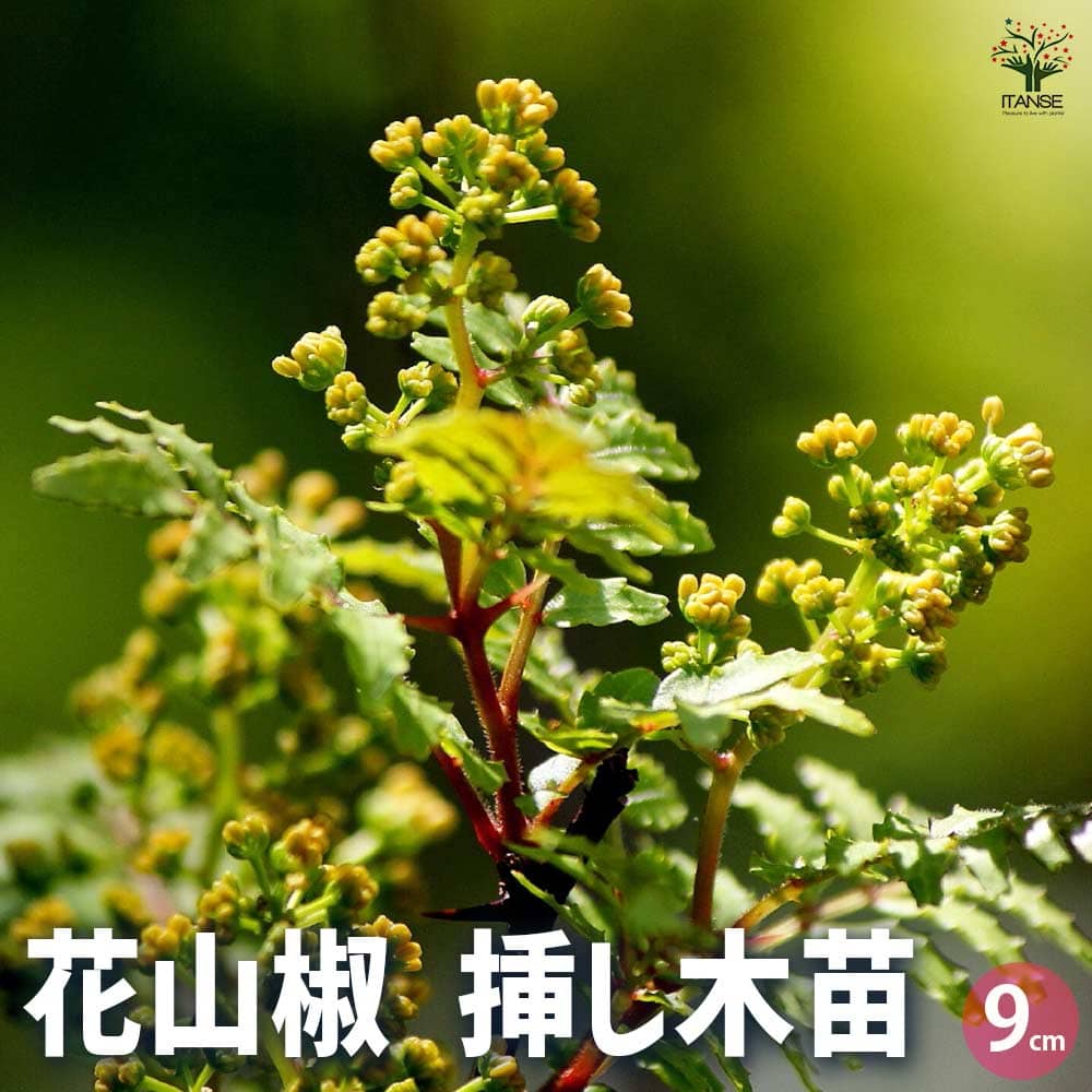 楽天市場】無農薬のサンショウ高さ20センチ 葉山椒 苗(さん
