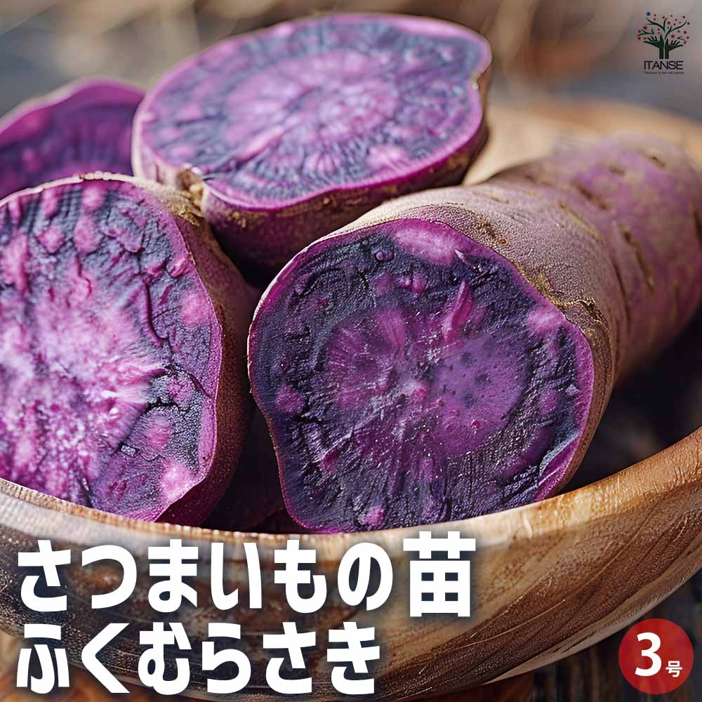 楽天市場】【P2倍☆マラソン中】 さつまいも切苗 品種：パープル