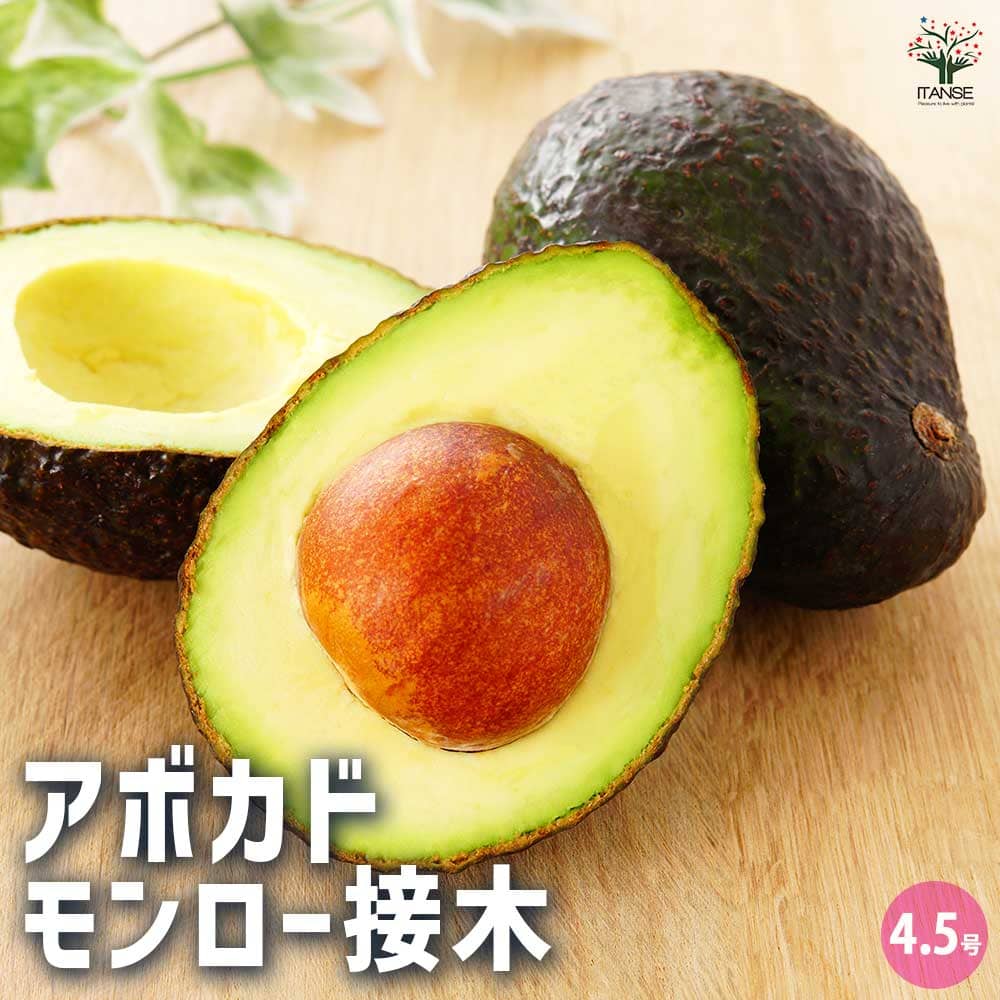 アボカド　メキシコーラ　実付き 国産アボカド「メキシコーラ」4個：大分県産のメキシコーラ