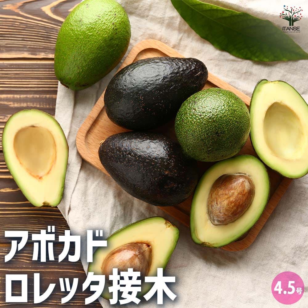 アボカド　フェルテ　大苗　花芽付き　そのひぐらしさん専用 アボカド・フェルテ【大苗】【6～7月】| 種・苗・ガーデニング