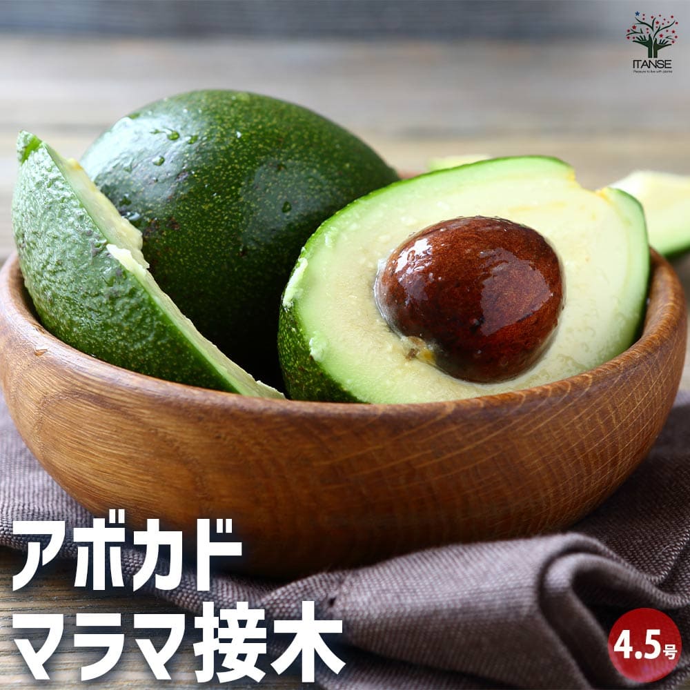 アボカド　フェルテ フェルテ種 アボカド Bタイプ 1年生 接木苗 : 苗木部 花ひろば