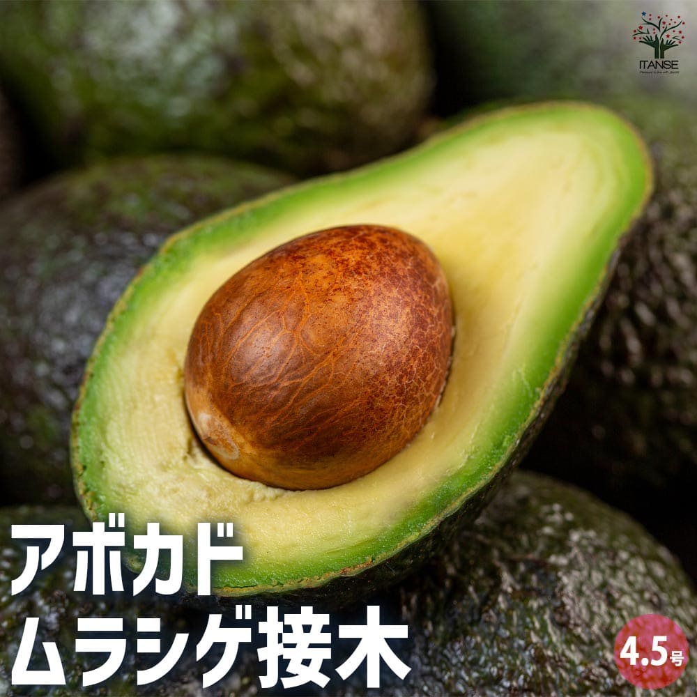 アボカド　フェルテ　大苗　花芽付き　そのひぐらしさん専用 アボカド・フェルテ【大苗】【6～7月】| 種・苗・ガーデニング