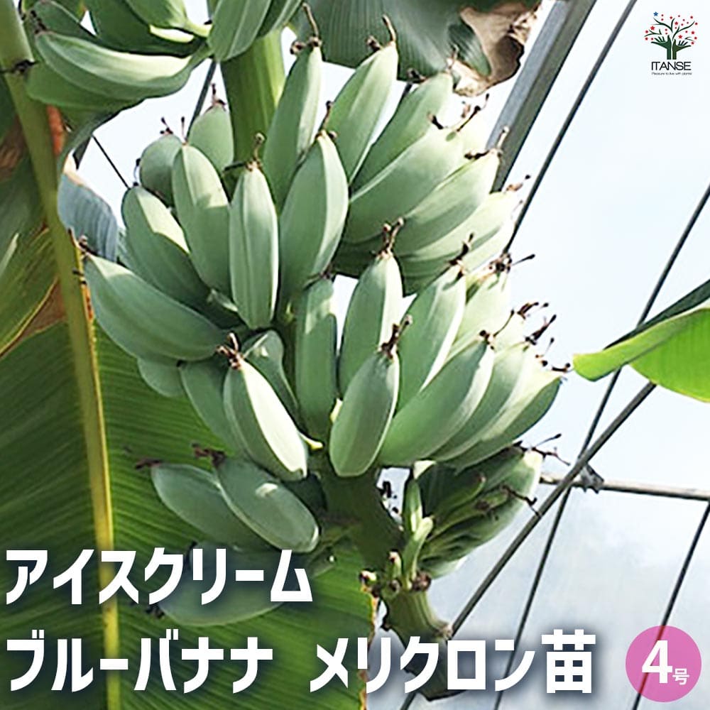 【マラソン★P5倍】バナナの苗 アイスクリーム ブルーバナナ メリクロン苗 果樹の苗木 4号ポット 1個売り バナナ苗 バナナの苗 バナナの苗木 耐寒性バナナ 熱帯果樹 熱帯果実 送料無料 即納