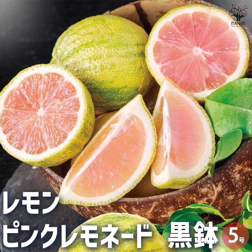 楽天市場】【送料無料】ピンクレモネード レモンの苗木【果樹の苗木 7号鉢 2年生 接木苗／1個売り】レモン苗 檸檬 れもん レモンの苗木 ベランダ  柑橘 香酸 ミカン 農園 農場 露地 シンボルツリー 耐寒性 自家結実性 ガーデニング 家庭菜園 : 植物販売のＩＴＡＮＳＥ楽天 ...