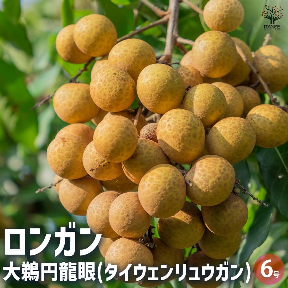 ライチ苗　品種　サカーン　6号 ライチ苗品種サカーン6号