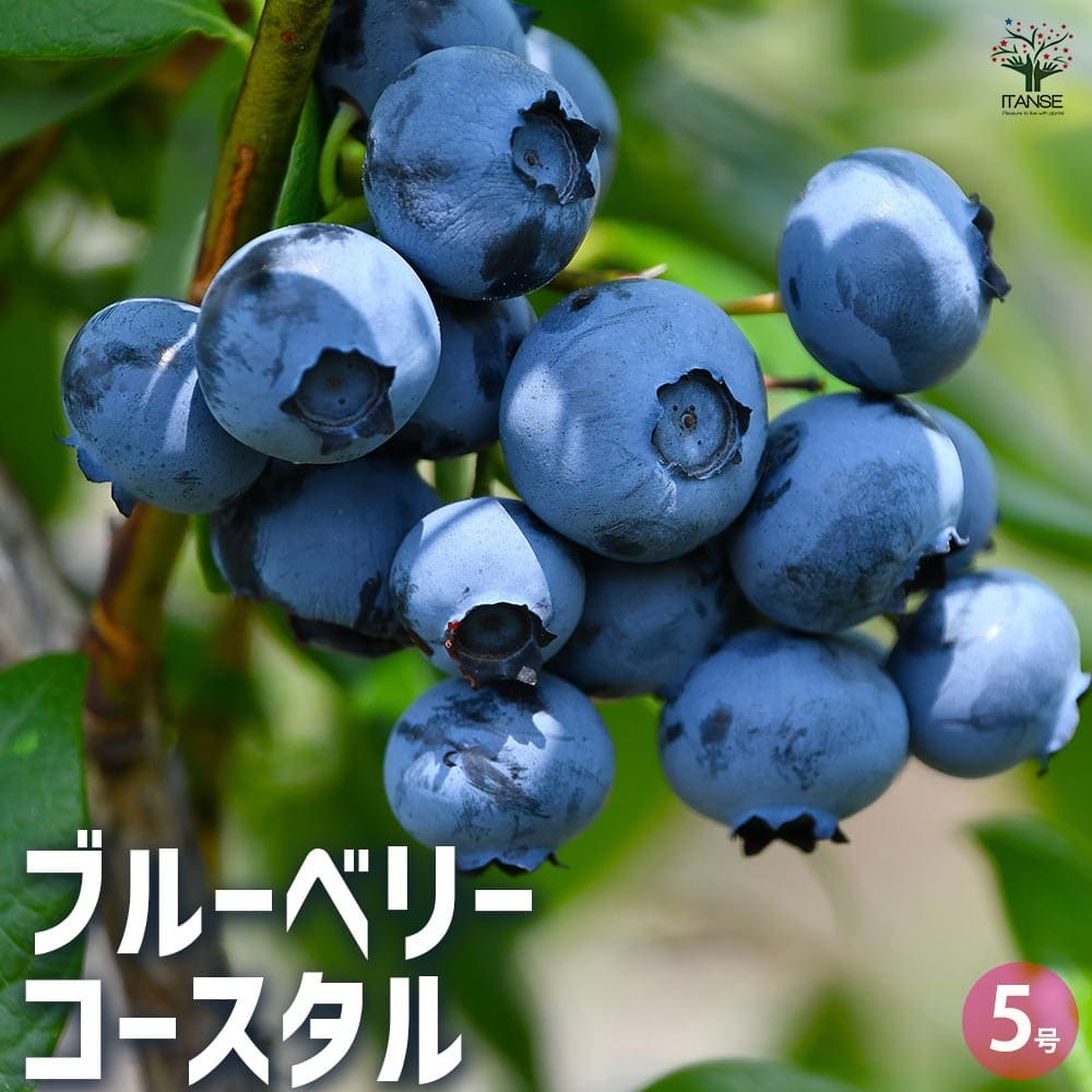 【マラソン★P5倍】ブルーベリー コースタル 果樹の苗木 5号 1個売り 果樹 果樹苗 果樹の苗 フルーツ 果物 ベリー 送料無料 即納 4,494円