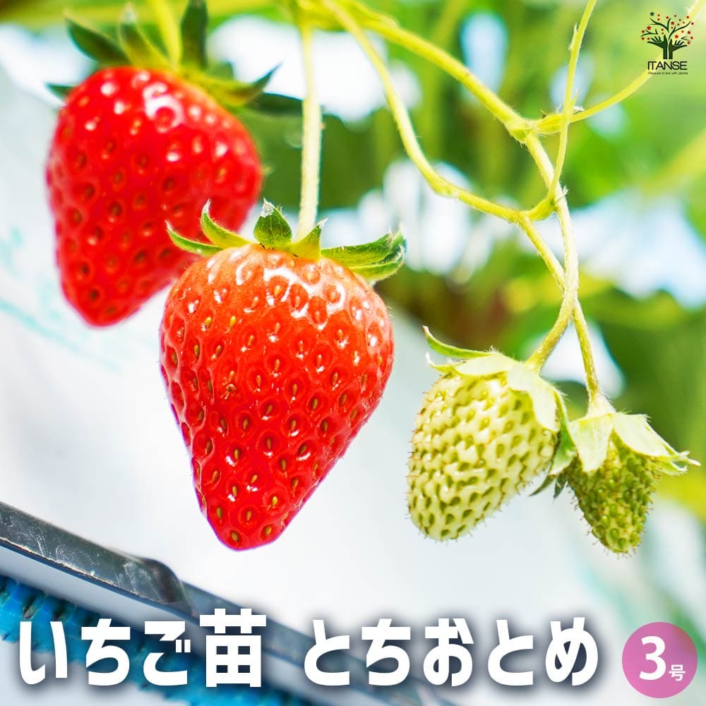 楽天市場】苺！イチゴ苗4株セット♪収穫が待ち遠しい【果物