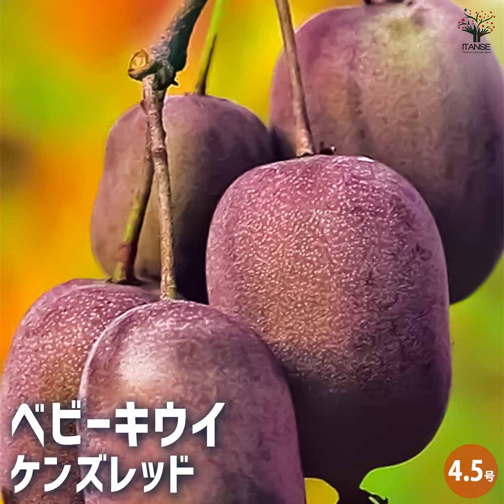 楽天市場】【P2倍☆マラソン期間中】プチキュー ミニミニ