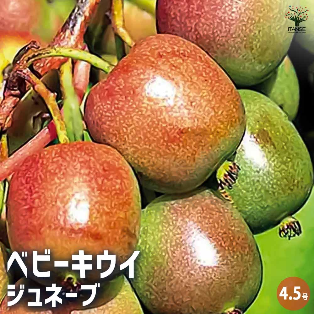 楽天市場】キウイフルーツ 白雪姫 （メス） 4.5号(13.5cm