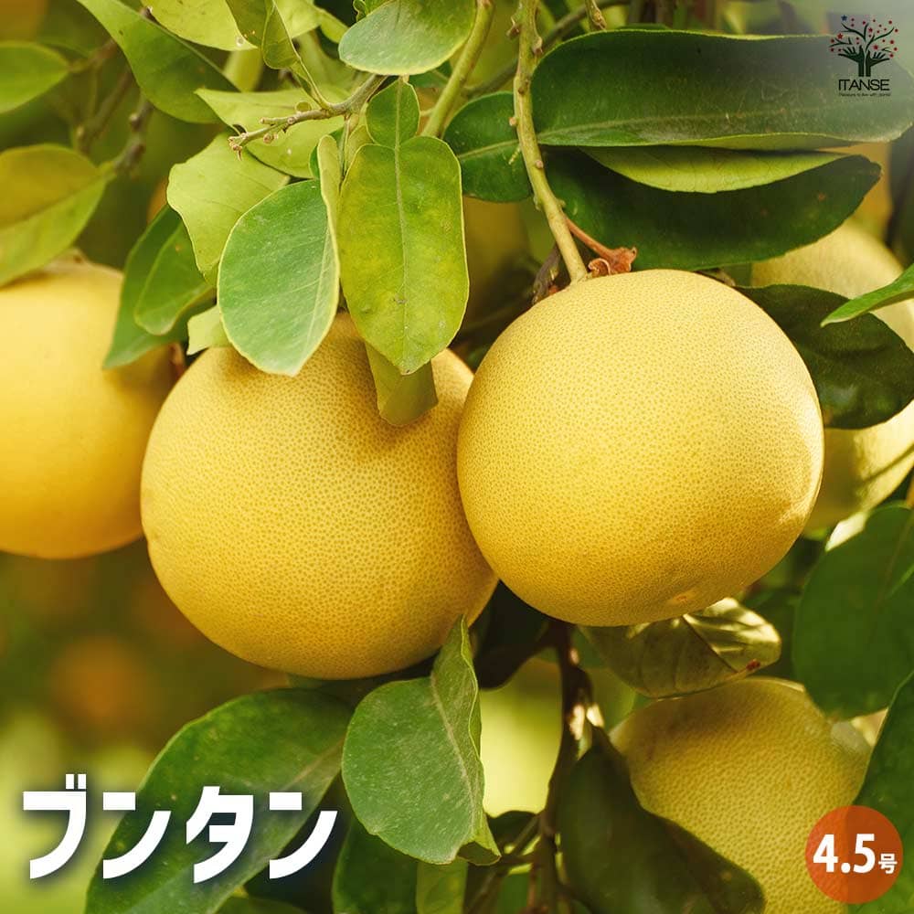 楽天市場】【土佐文旦】4年生接木苗文旦の苗1本で実がなる 鉢植えok