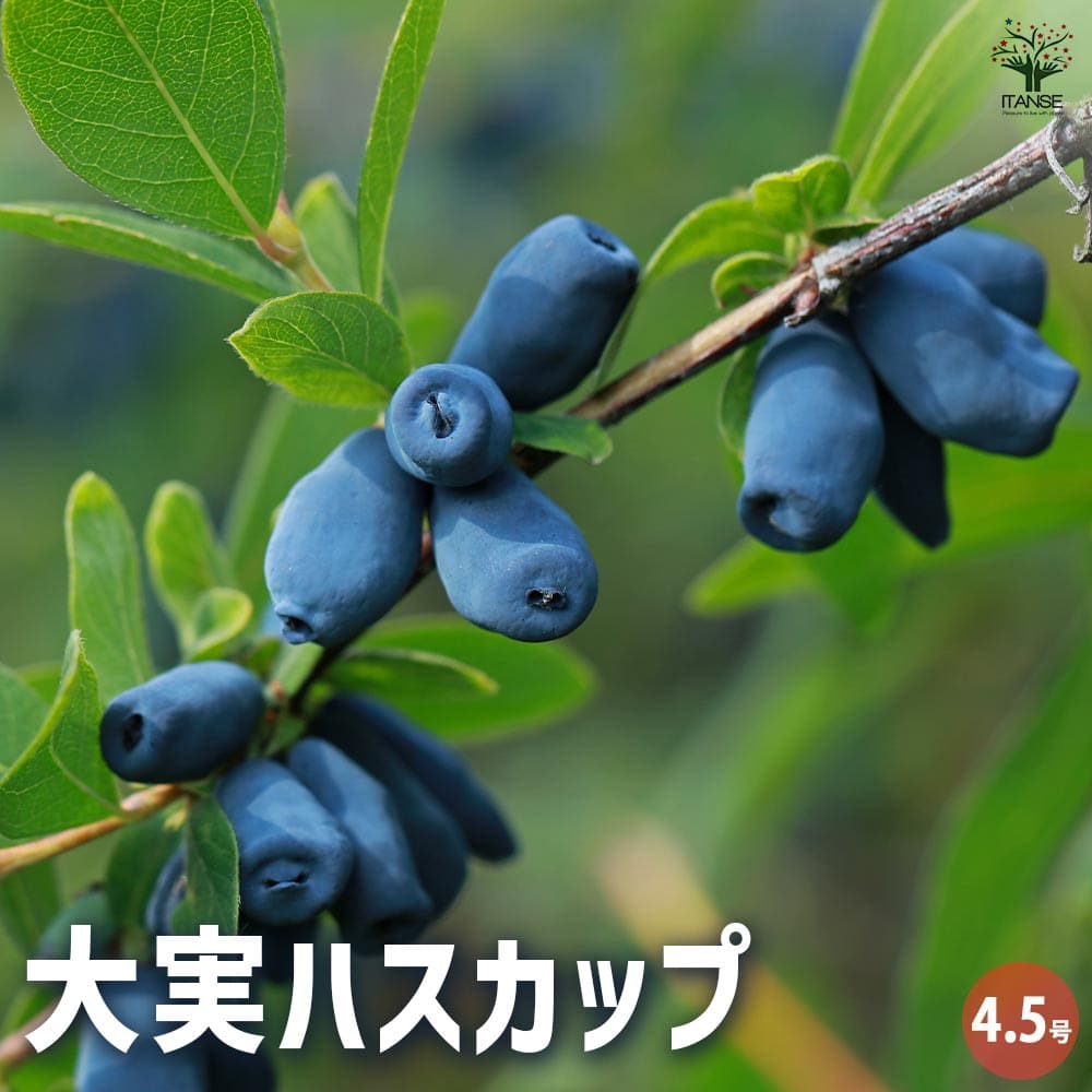 楽天市場】果樹苗 ハスカップ 苗木 大実ハスカップ 4.5号 (直径