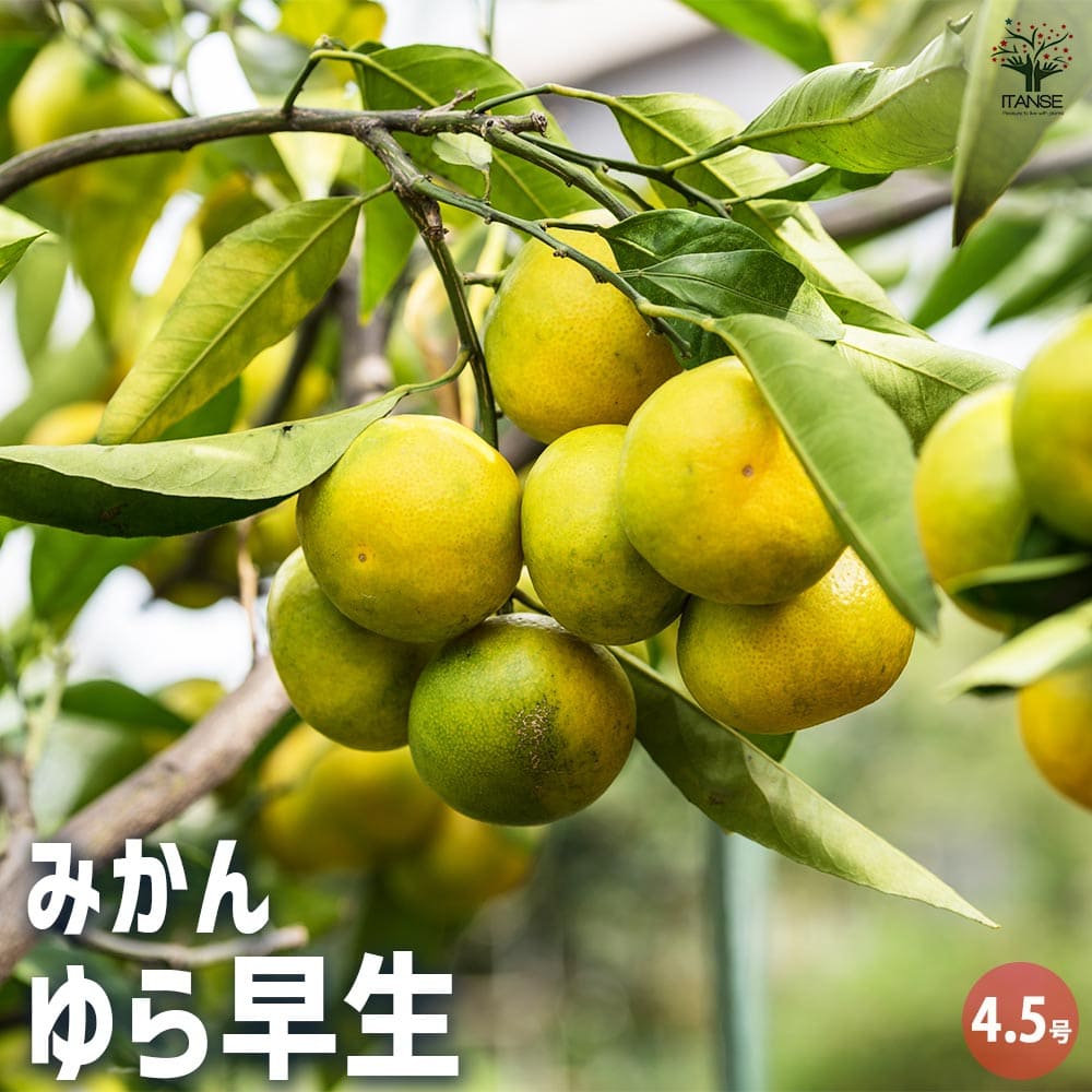 楽天市場】【送料無料】極早生みかんの大苗 ゆら早生 果樹の苗木 2年生