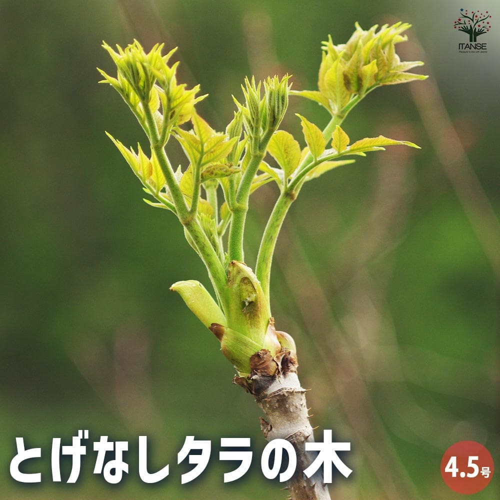 楽天市場】タラの芽 苗 【山菜 七島タラの木】 挿し木苗 タランボ 苗木