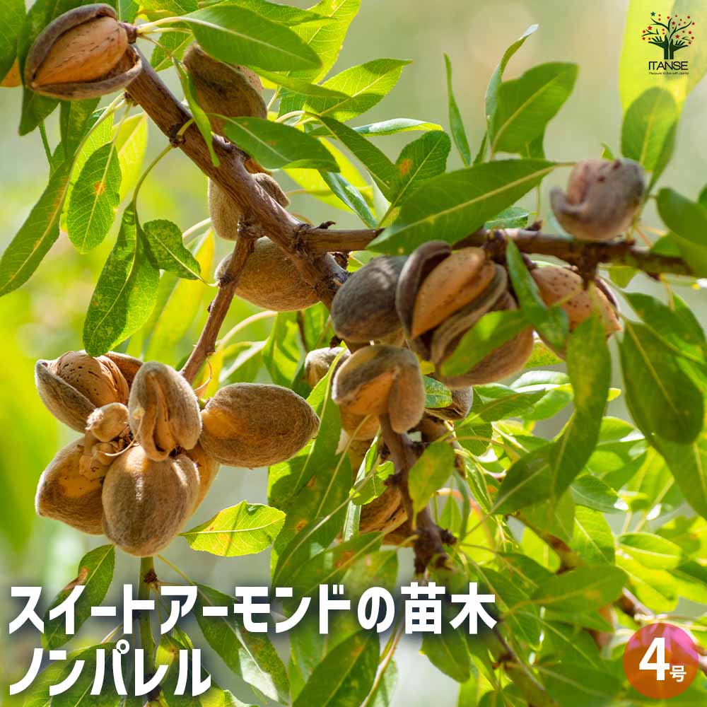 楽天市場】アーモンドの苗木 樹高2.0m前後(根鉢含まず）シンボルツリー