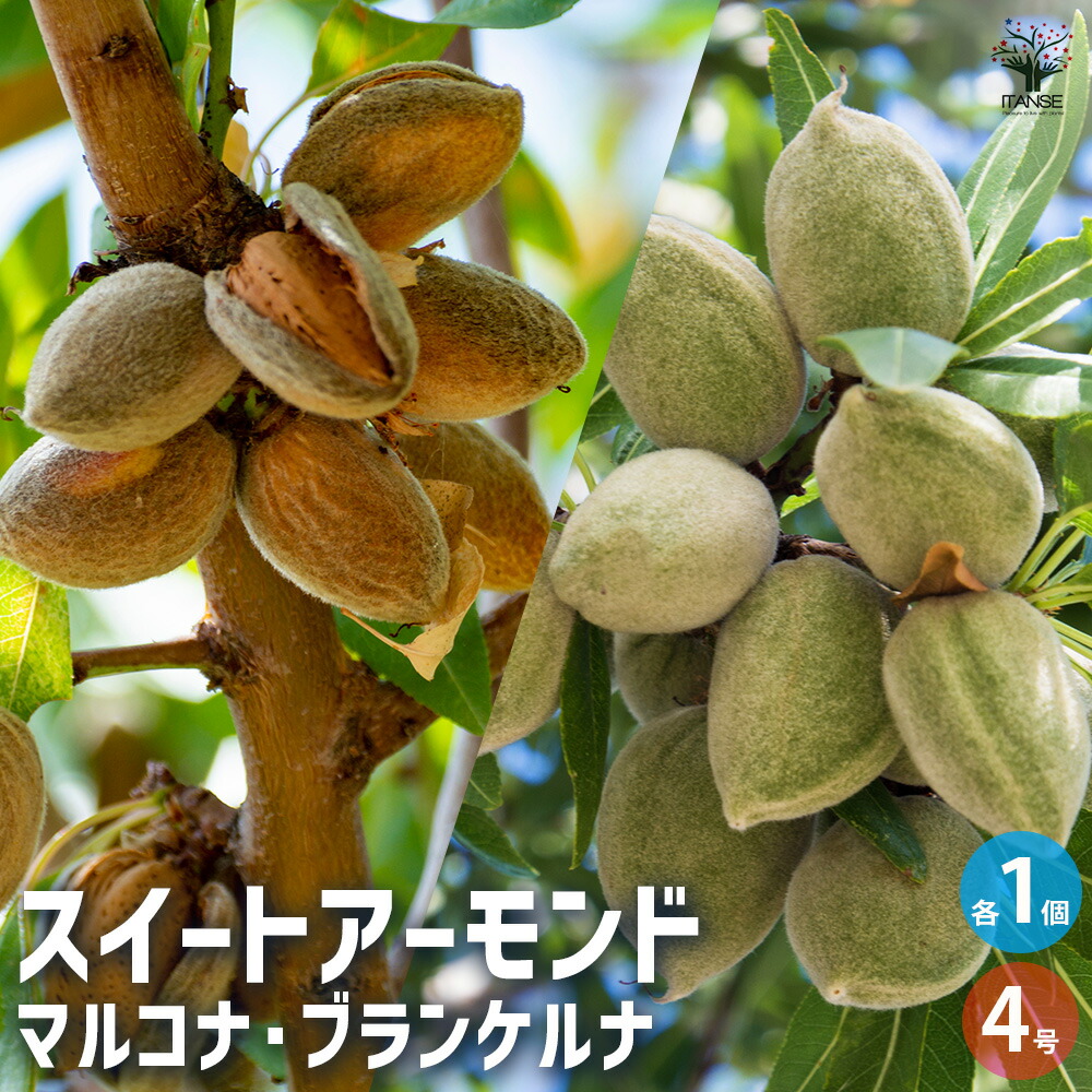 楽天市場】【P2倍☆マラソン期間中】アーモンド マルコナ【果樹
