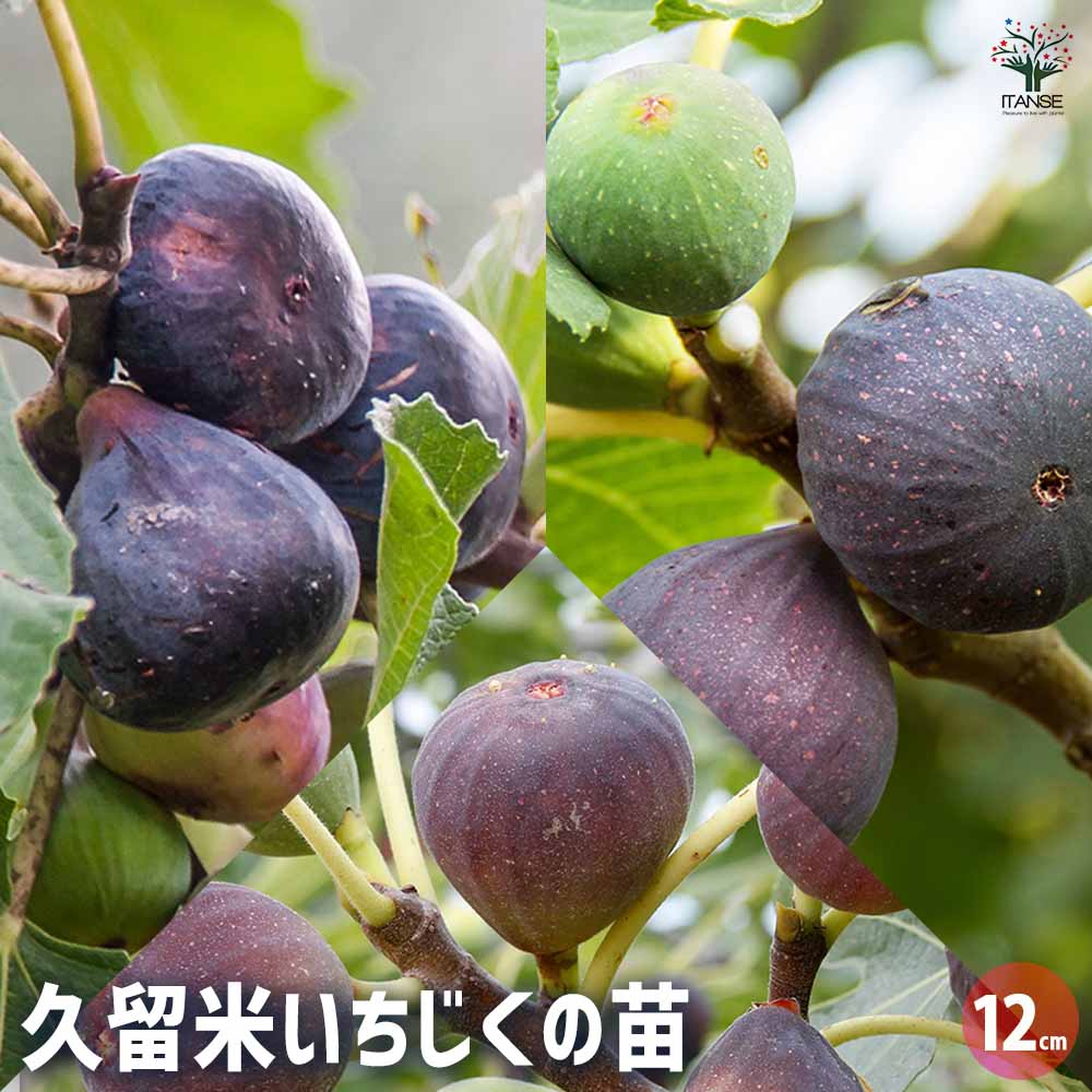楽天市場】【現品発送】イチジクの木 ビオレソリエス 8号 樹高