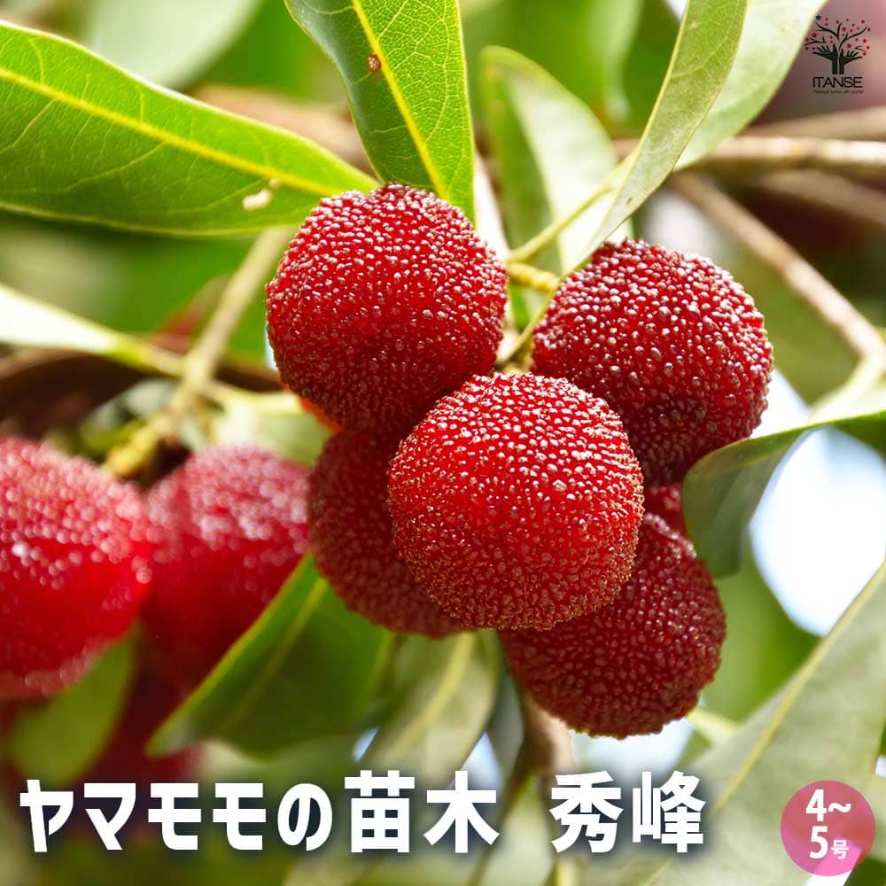 激レア 熱帯果樹 レンブ：台湾の品種（黒真珠・幸水）セット 激レア